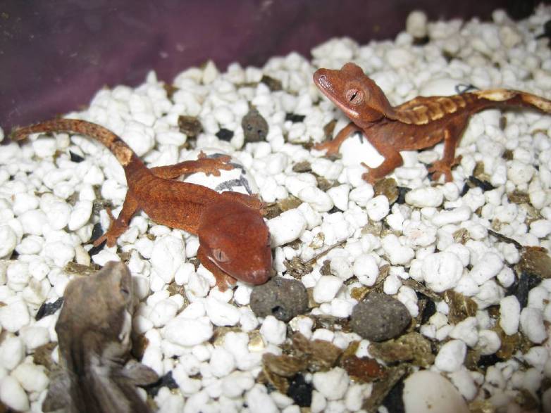 resized_resized_terraria 662.jpg