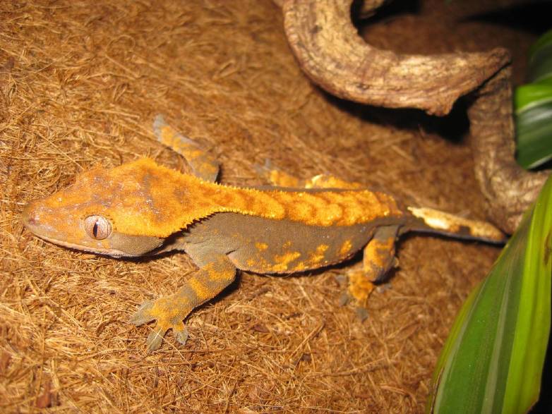 resized_resized_terraria 692.jpg