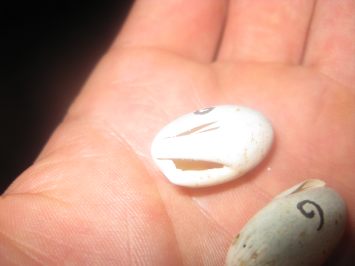 resized_rhak (37).jpg