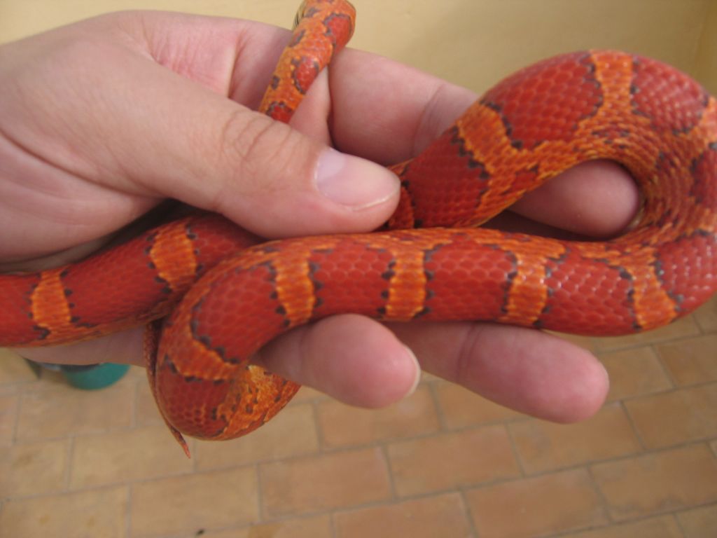 resized_serpis 003.jpg