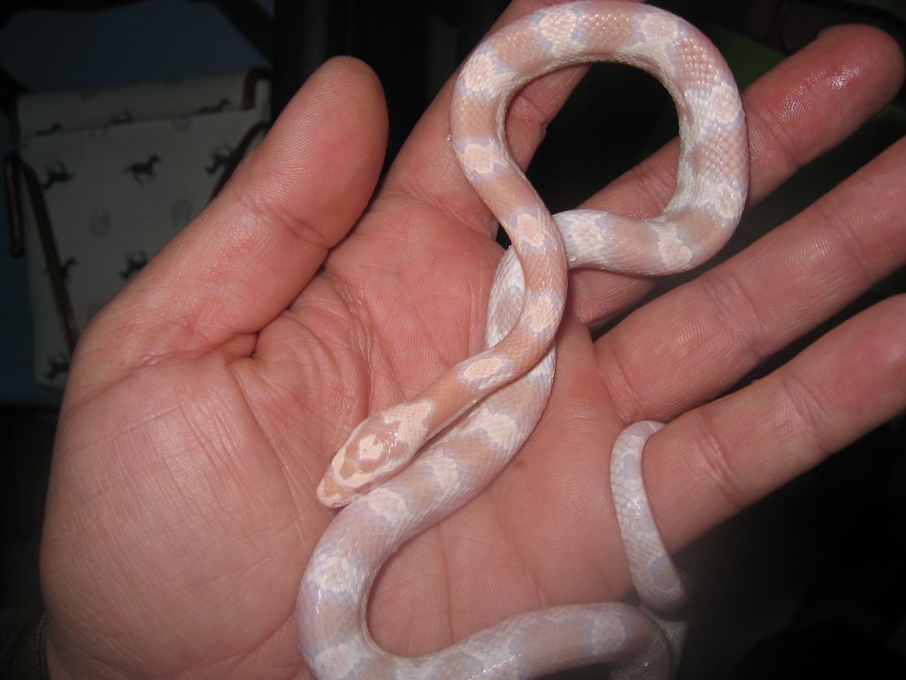 resized_snow08 001.jpg