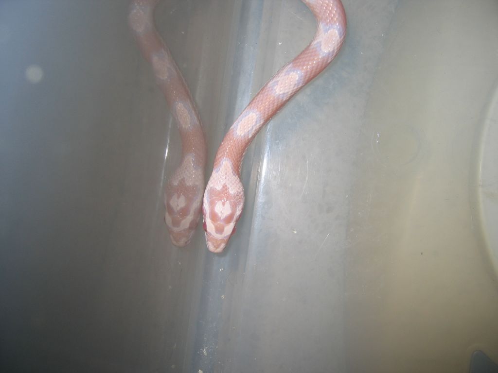 resized_snow08 003.jpg