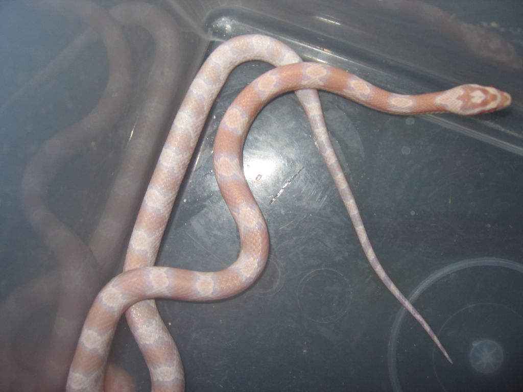 resized_snow08 005.jpg