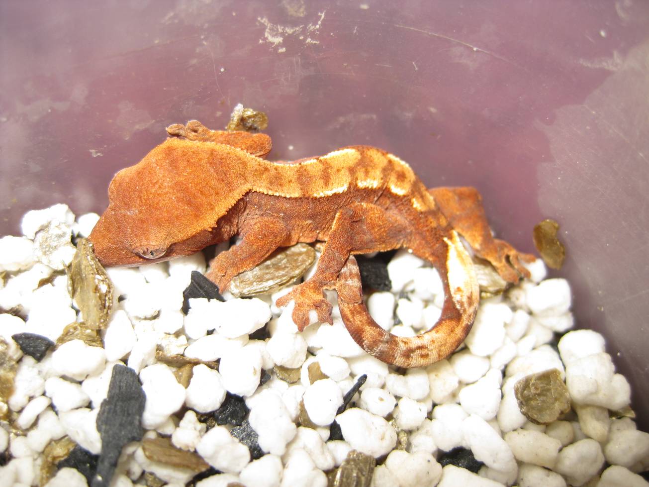 resized_terraria 651.jpg