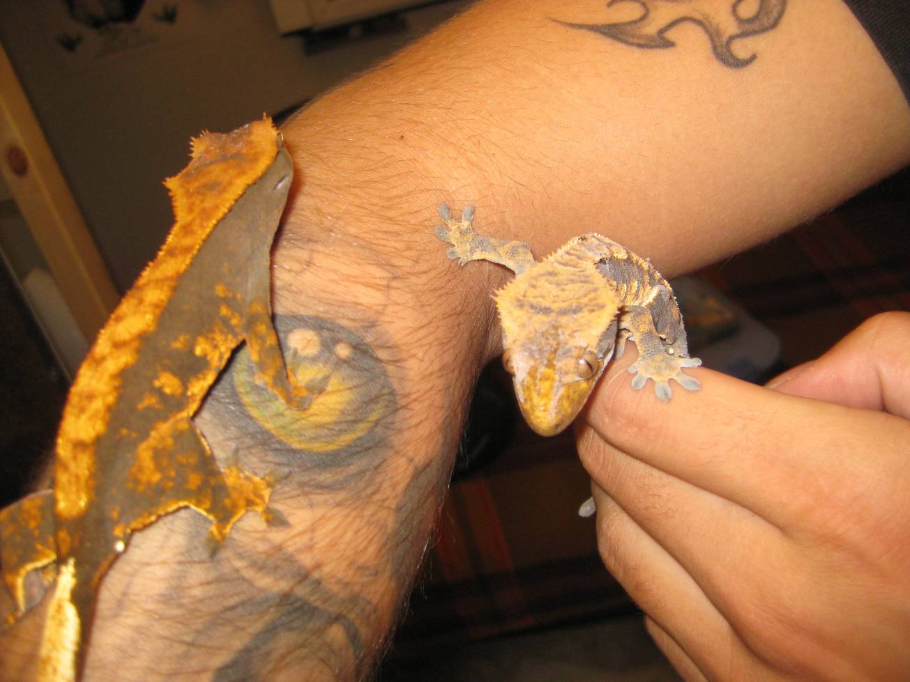 resized_terraria 691.jpg