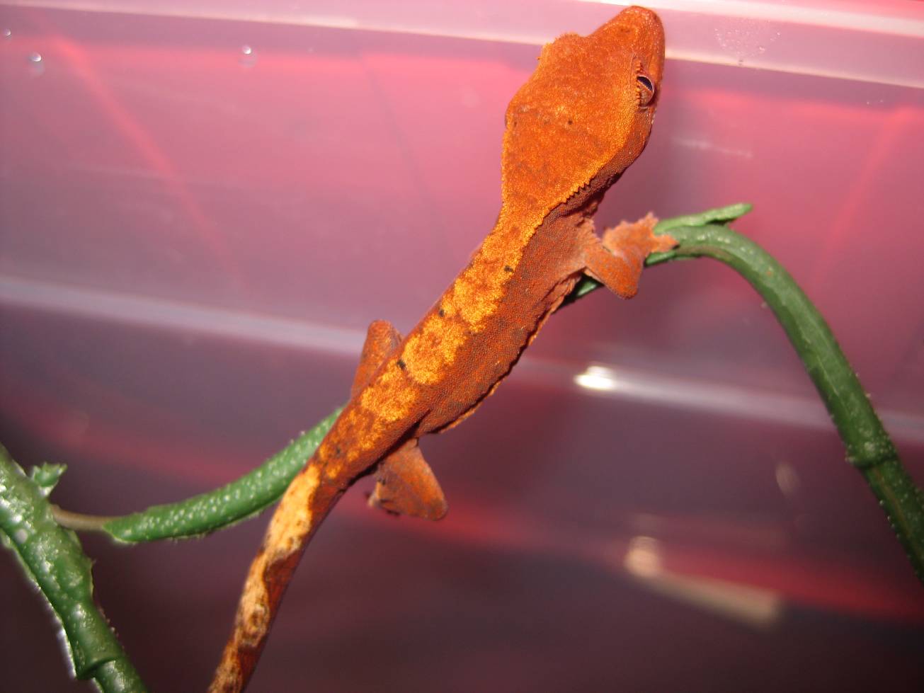 resized_terraria 720.jpg