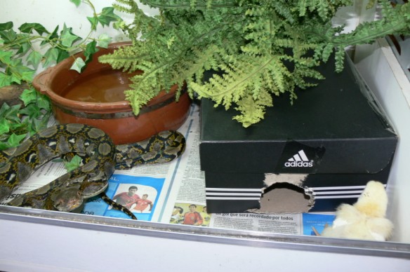 reti comiendo pollito 001.jpg