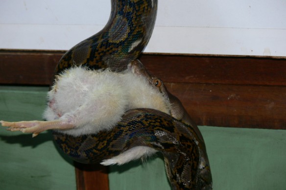 reti comiendo pollito 006.jpg