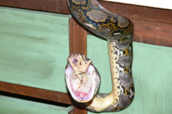 reti comiendo pollito 011.jpg