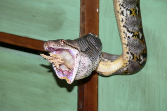 reti comiendo pollito 012.jpg