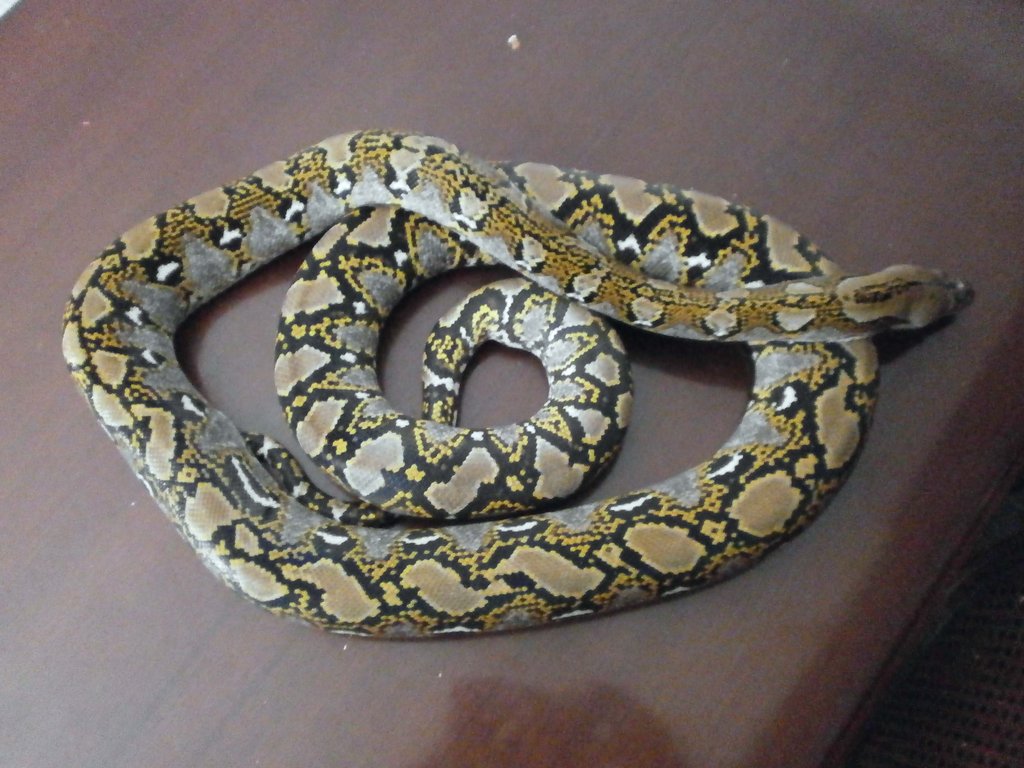 retic3