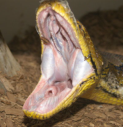 Retic_yawn.jpg