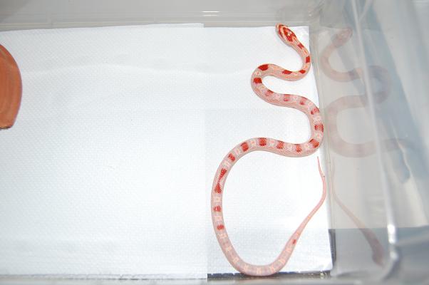 reverse okeetee 07 H.JPG