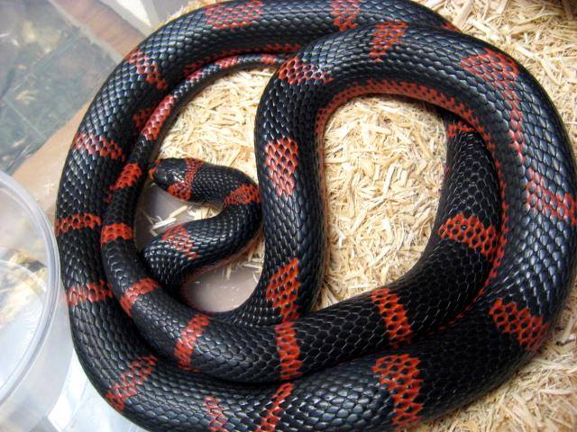 Reverse patterned honduran (Lampropeltis triangulum hondurensis)