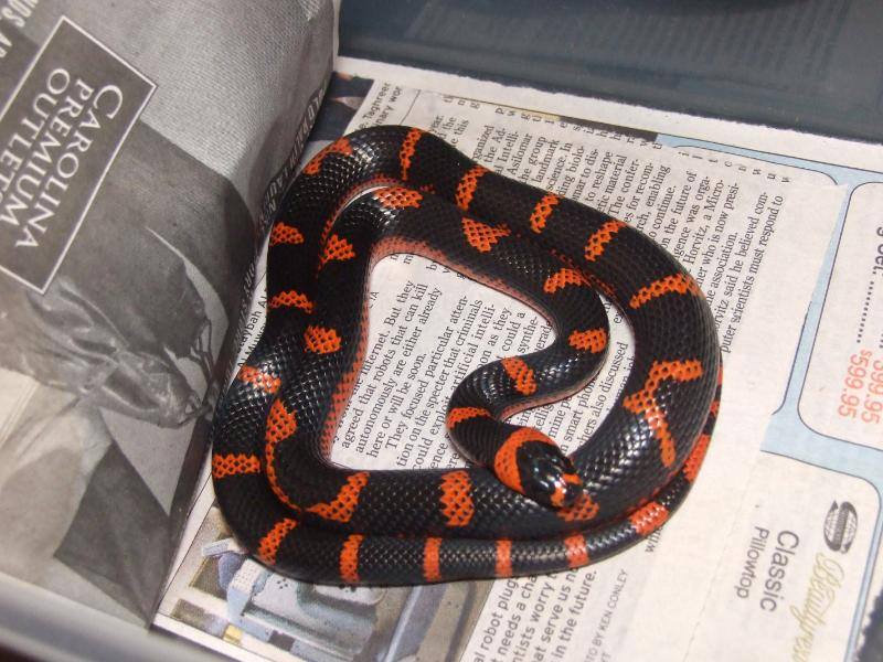 Reverse patterned Hondurensis