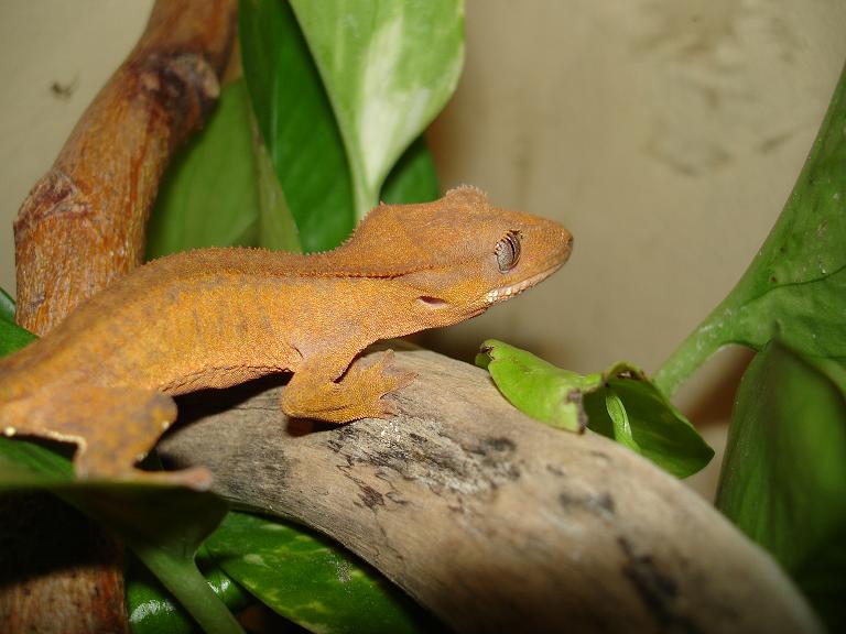 rhacodactylus ciliatus 2 071 modificado.JPG