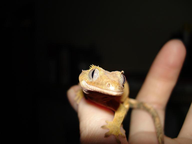 rhacodactylus ciliatus 2 105 modificado.JPG