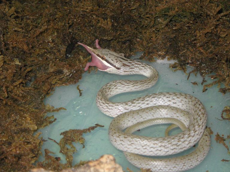 rhincophis hembra.JPG