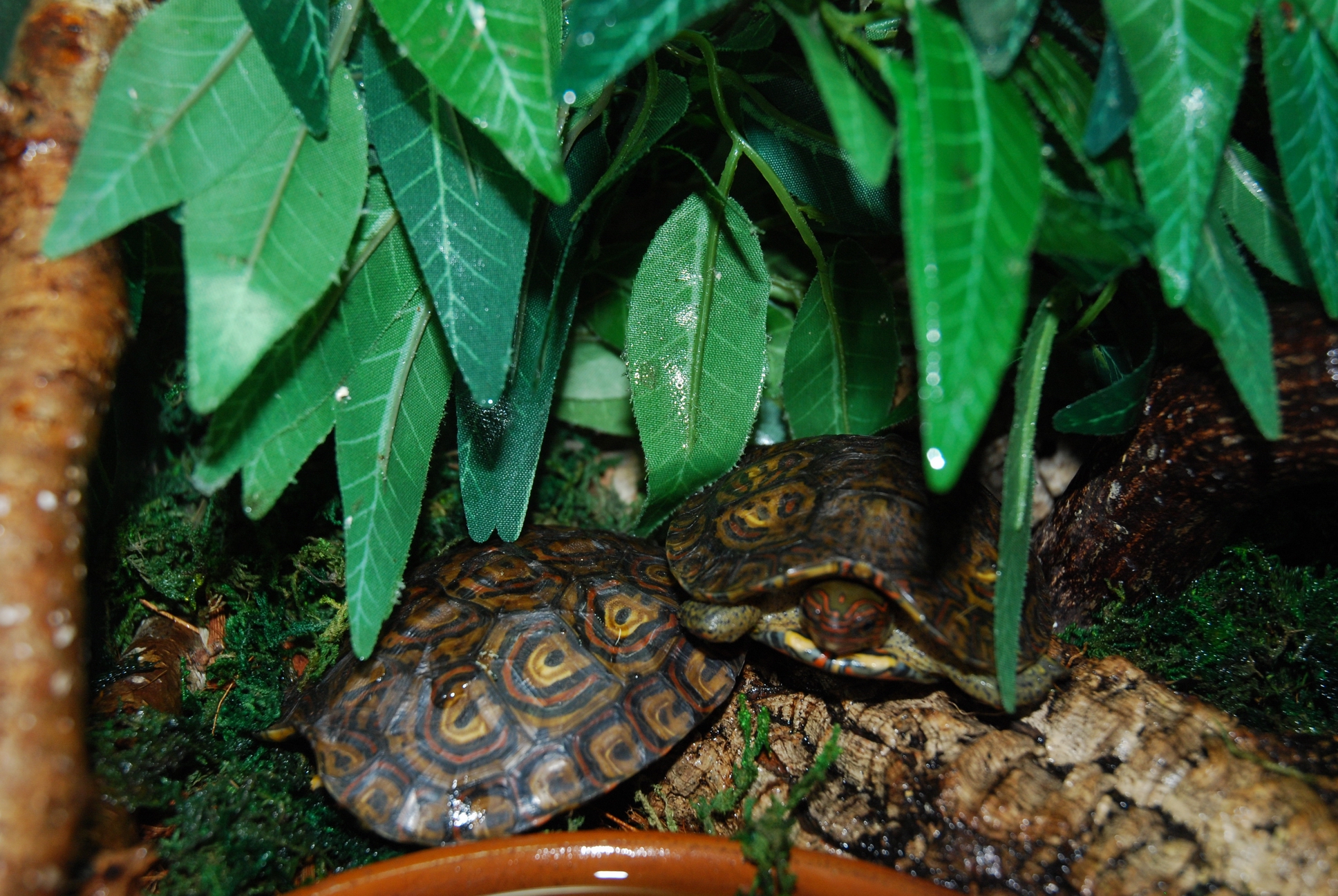 Rhinoclemmys 23 - Juveniles 05 y 06.jpg