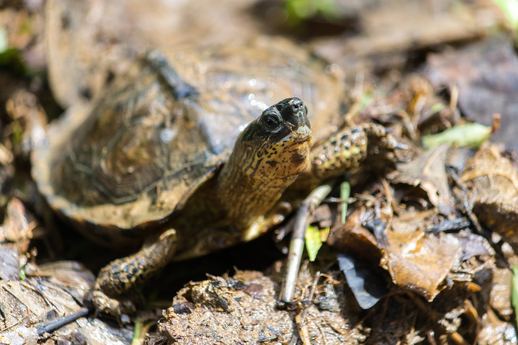 Rhinoclemmys funerea