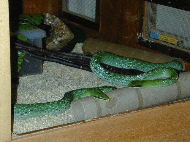 rhyncophis boulangeri