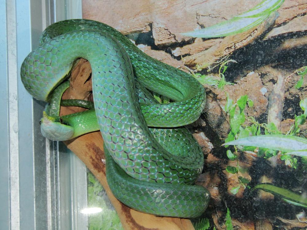 rhyncophis hembra.JPG