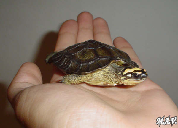 Rinoclemmys diademata (8).JPG