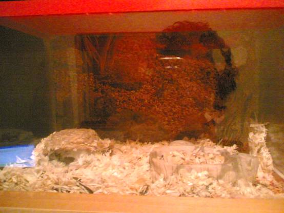 roborovskiterr (1).jpg