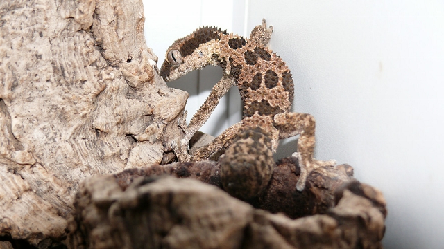 Rugosus2012 (1) (640x360).jpg