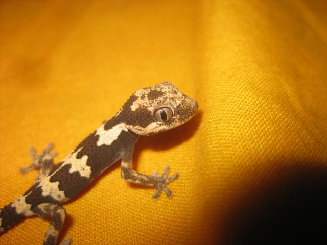 Rugosus2012 (10).jpg