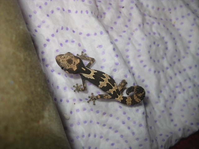 Rugosus2012 (13) (640x480).jpg