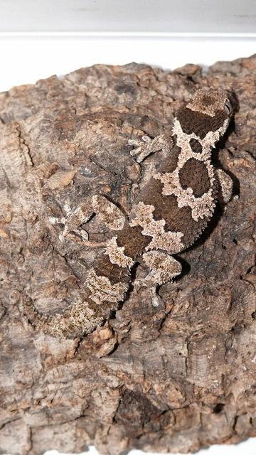 Rugosus2012 (2) (360x640).jpg