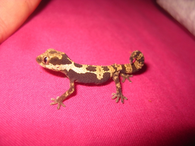 Rugosus2012 (24).jpg