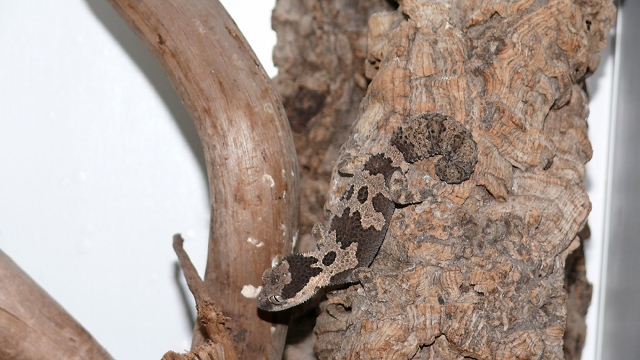 Rugosus2012 (3) (640x360).jpg