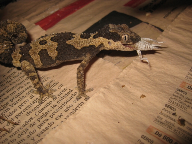 Rugosus2012 (31) (640x480).jpg