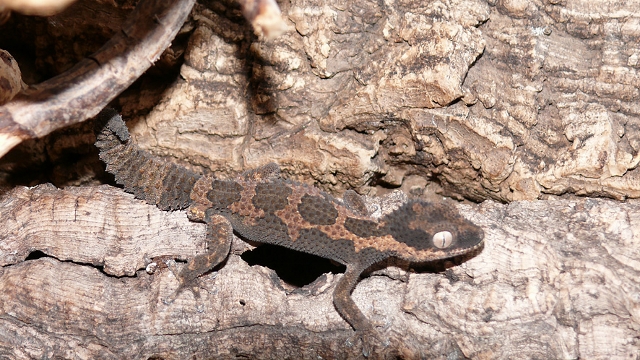 Rugosus2012 (32) (640x360).jpg