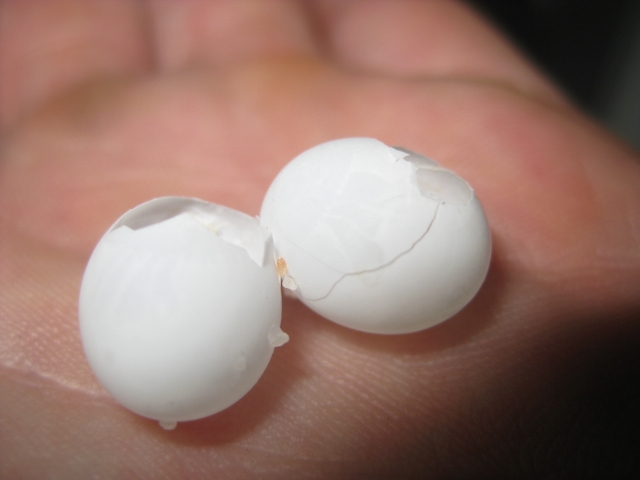 Rugosuseggs (640x480).jpg