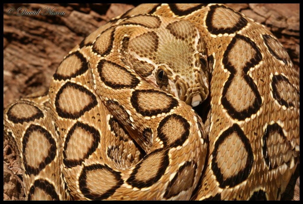 Russell's viper (Daboia russelii)