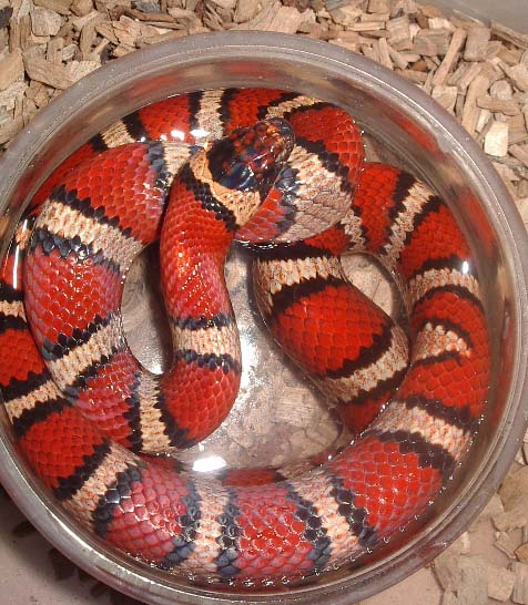 ruth x mex x thayeri hembra.jpg