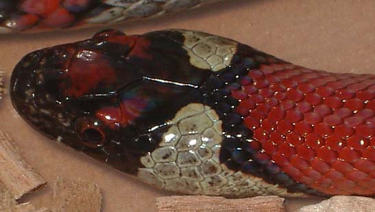 ruth x mex x thayeri macho cabeza.jpg