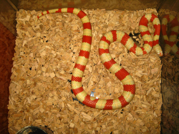 ruthveni alb hembra.jpg