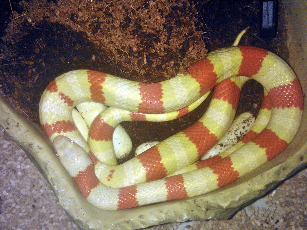 Ruthveni albina con puesta