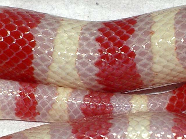 Ruthveni albina cuerpo.JPG