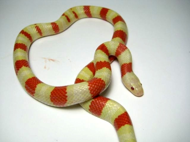 ruthveni high yellow