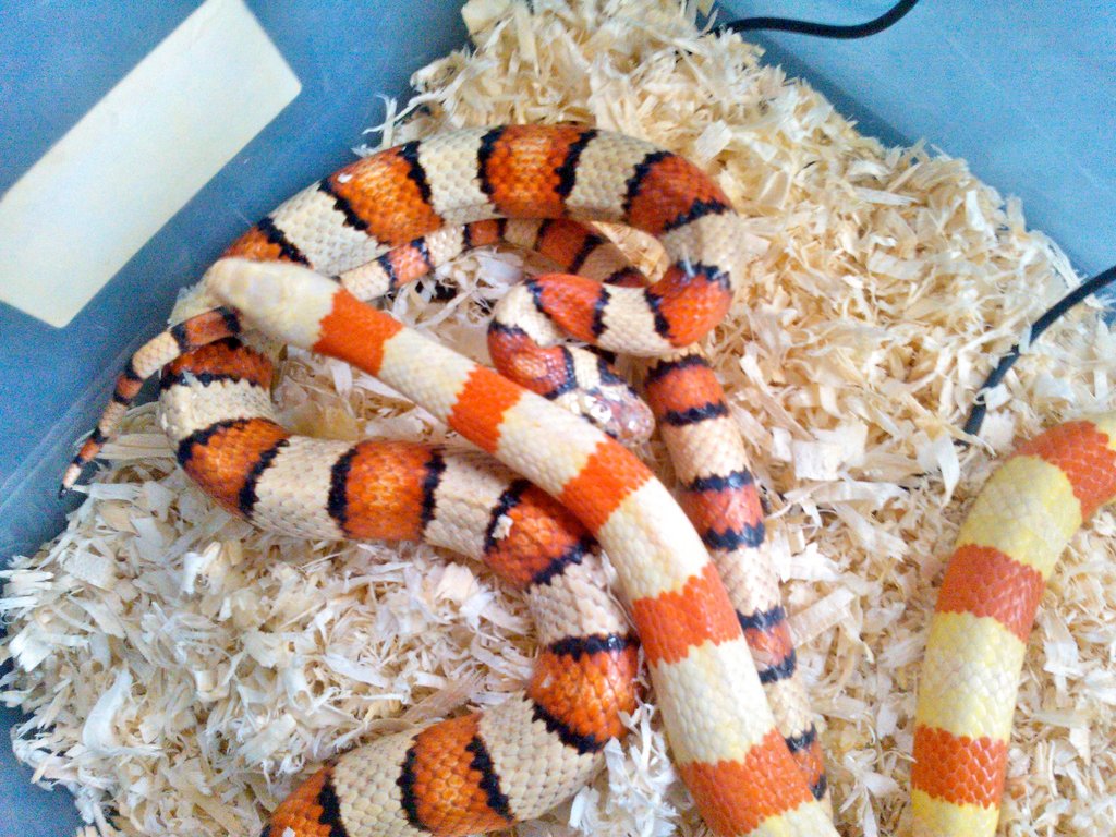 Ruthveni+thayeri milk