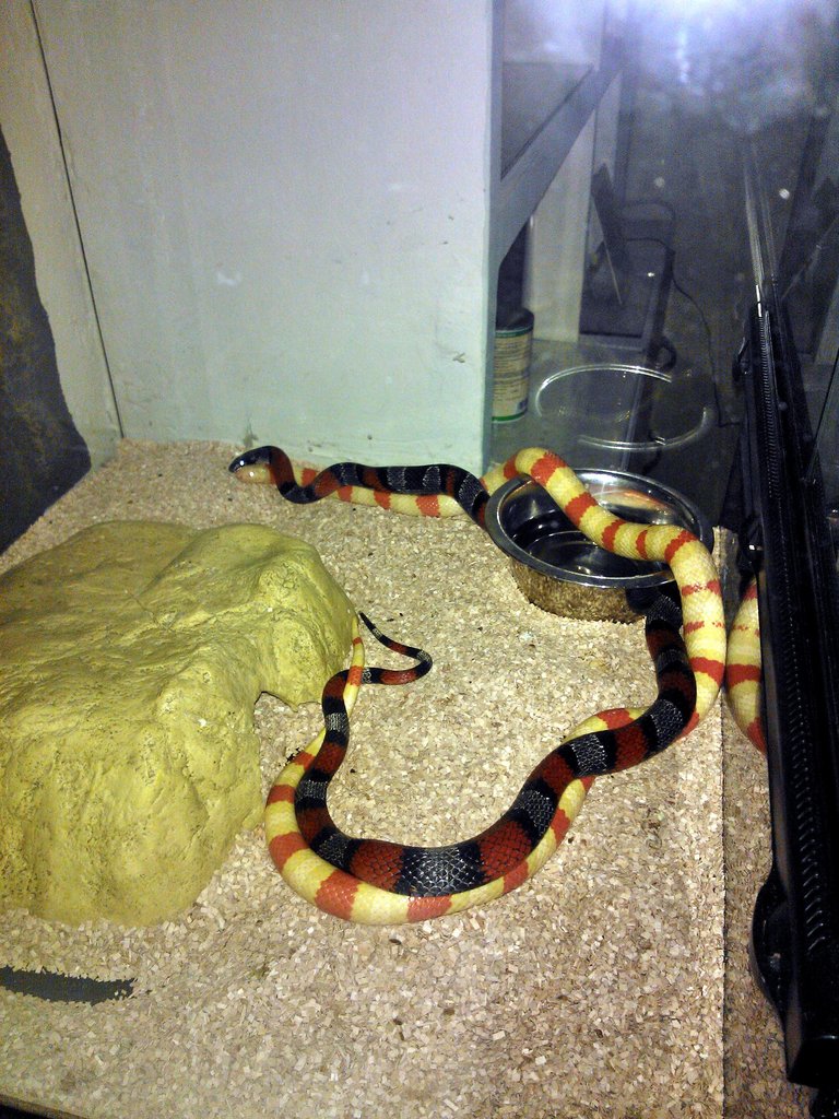 ruthveni x alterna 1