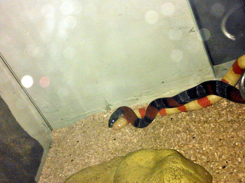 ruthveni x alterna 2