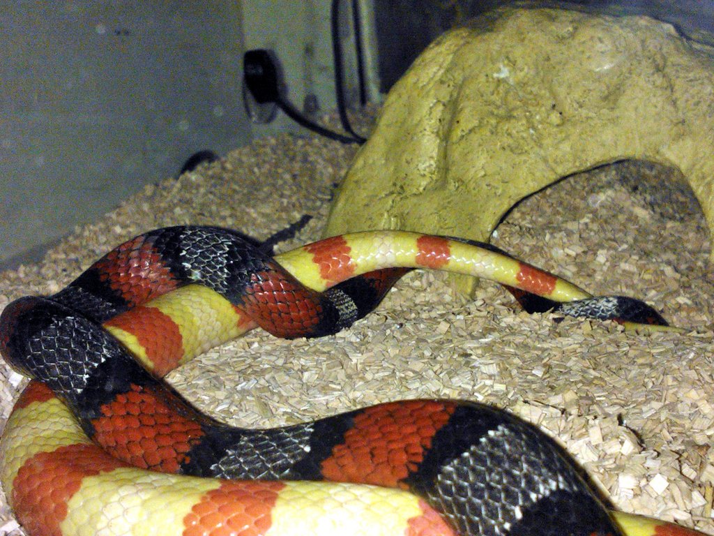 ruthveni x alterna 3