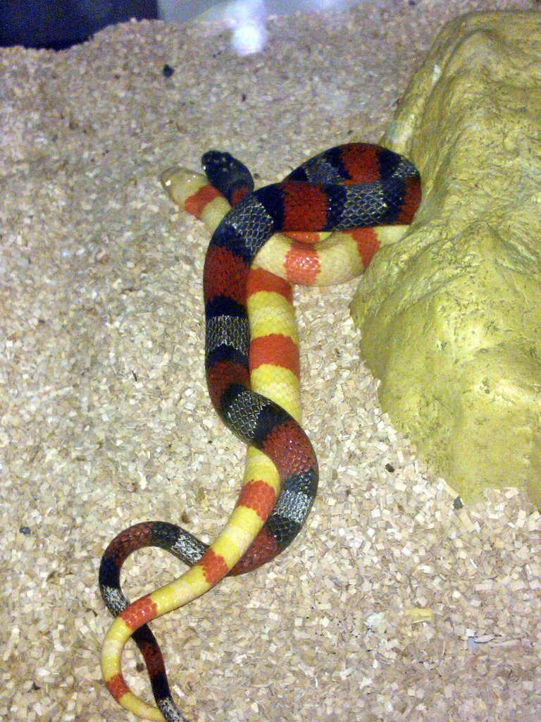 ruthveni x alterna 4