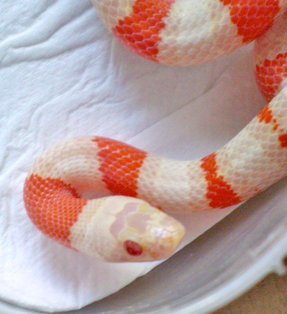 ruthveni x alterna albina detalle